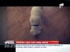 Observator Special: Privirea care fura inima oricui: cei mai simpatici catelusi!