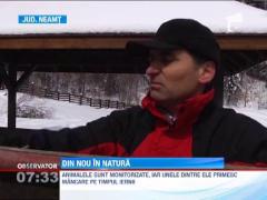 Padurile Romaniei sunt mai bogate cu cinci zimbri