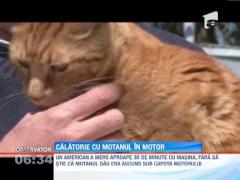 Un motan a calatorit sub capota unei masini