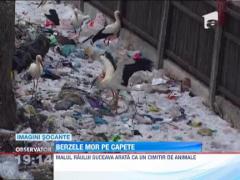 Imagini de groaza la Suceava! Zeci de berze au murit inghetate si alte cateva sute se lupta sa supravietuiasca