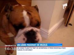 Cainele tenor: Un bulldog canta alaturi de Pavarotti