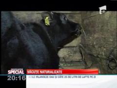 SPECIAL!!! Vacutele irlandeze s-au adaptat rapid aerului carpatin