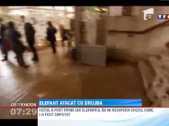 Schelet elefantului prmit cadou de Ludovic al XIV-lea, distrus cu o bormasina