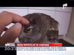 OBSERVATOR SPECIAL: Bufnita de companie, cel mai "ochios" prieten