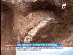 "Vanatoare subterana": craniu de mamut descoperit in Covasna