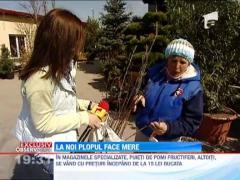 EXCLUSIV!!! Comerciantii de pe DN1 vand nuiele pe post de pomi fructiferi