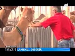 Laptele de camila, in supermarketurile europene