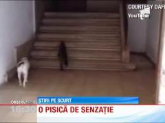 POVESTE INEDITA: O pisica plimba un caine in lesa si il duce acasa