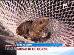 Un pui de leu de mare s-a cuibarit in masina unui american