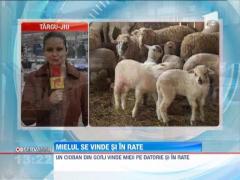 Un cioban din Gorj vinde miei pe datorie si face rezervari in caiet