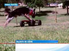 Caine pasionat de sporturi extreme