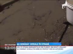 Cativa ploiesteni s-au apucat de semanat drumul din fata casei, in semn de protest