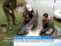 Doi pescari au capturat doi somni de aproape 60 de kilograme