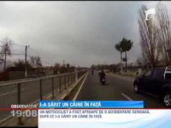 Un motociclist a fost aproape de o accidentare grava, dupa ce un caine i-a sarit in fata