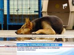 Capitala isi sterilizeaza din nou cainii maidanezi
