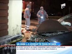 A vrut sa evite un caine si a intrat cu masina intr-o teava de gaze
