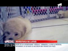 Observator Special: Un argentinian a cumparat o nevaistuica pe post de pudel pitic