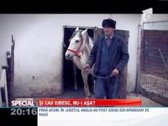 Observator Special: Cum arata armasarul perfect, care asigura viitorul speciei