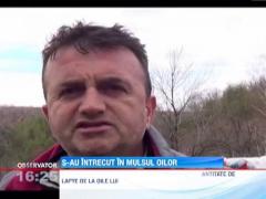 Oierii dintr-un sat banatean s-au intrecut in mulsul oilor