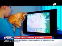 Observator Special: Cum arata o zi din viata unui motan premiant