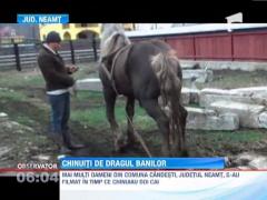 IMAGINI SOCANTE! Cai torturati la targul de animale din Neamt