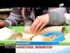 Minune in Marea Britanie: Un hamster a inviat din morti