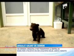Un pui de urs ratacit a fost salvat de padurari