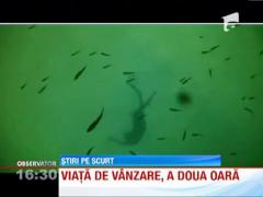 Insula in Panama, scoasa la vanzare pe internet