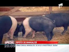 Observator Special: Porcul de Mangalita, singurul porc cu lana din lume