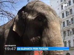 Elefanti pe strazile din Focsani