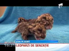 Pui de leopard de senzatie