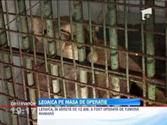 UPDATE! Operatie dificila la Gradina Zoologica din Galati