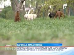 Capusele ataca din nou. Zeci de oameni ajung, zilnic, la spital cu intepaturi