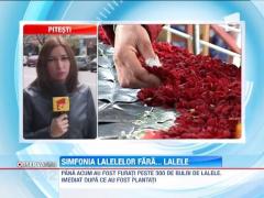 Simfonia lalelelor, in pericol! Sute de bulbi au fost furati!