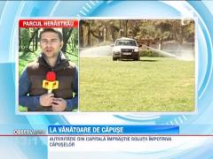 In Capitala a inceput vanatoarea de capuse