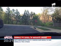 OBSERVATOR SPECIAL: Animalele pe sosea, in varianta umana