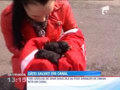 Catelusi salvati din canal