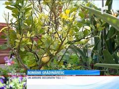 Vremea calda le-a facut romanilor chef de gradinarit