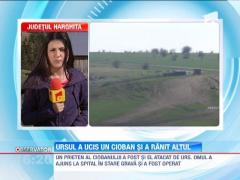 UPDATE! Unul dintre cei doi ciobani atacati de urs, in Harghita, a fost gasit mort