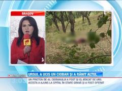 Ciobani atacati de urs in Harghita