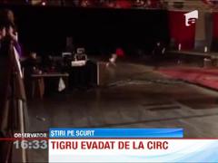Tigru evadat de la circ