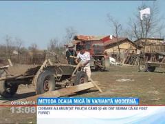 Ciobani inselati la cantar. Suspectii au fost prinsi si sunt cercetati in libertate