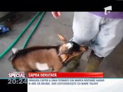 OBSERVATOR SPECIAL: O capra din Marea Britanie cotcodaceste!