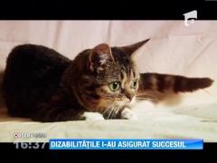 Cea mai simpatica felina din lumea