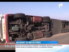 Accident in Suceava: Un TIR cu 900 de porci s-a rastrurnat pe drum