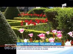 Stupi cu 60.000 de albine, pe acoperisul Parlamentului francez