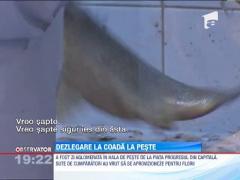 Aglomeratie la peste proaspat, inainte de Florii