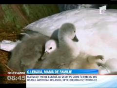 Cativa pui de lebada fac senzatie intr-un parc din orasul american Orlando