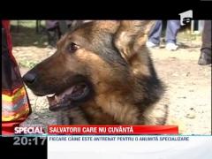 Observator Special: Armata de patrupede a fortelor de ordine romanesti