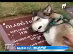 Un caine plange la mormantul stapanei sale!
